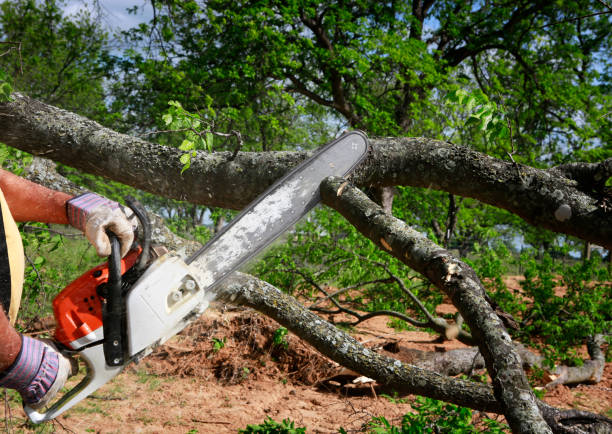 Best Local Tree Services  in USA